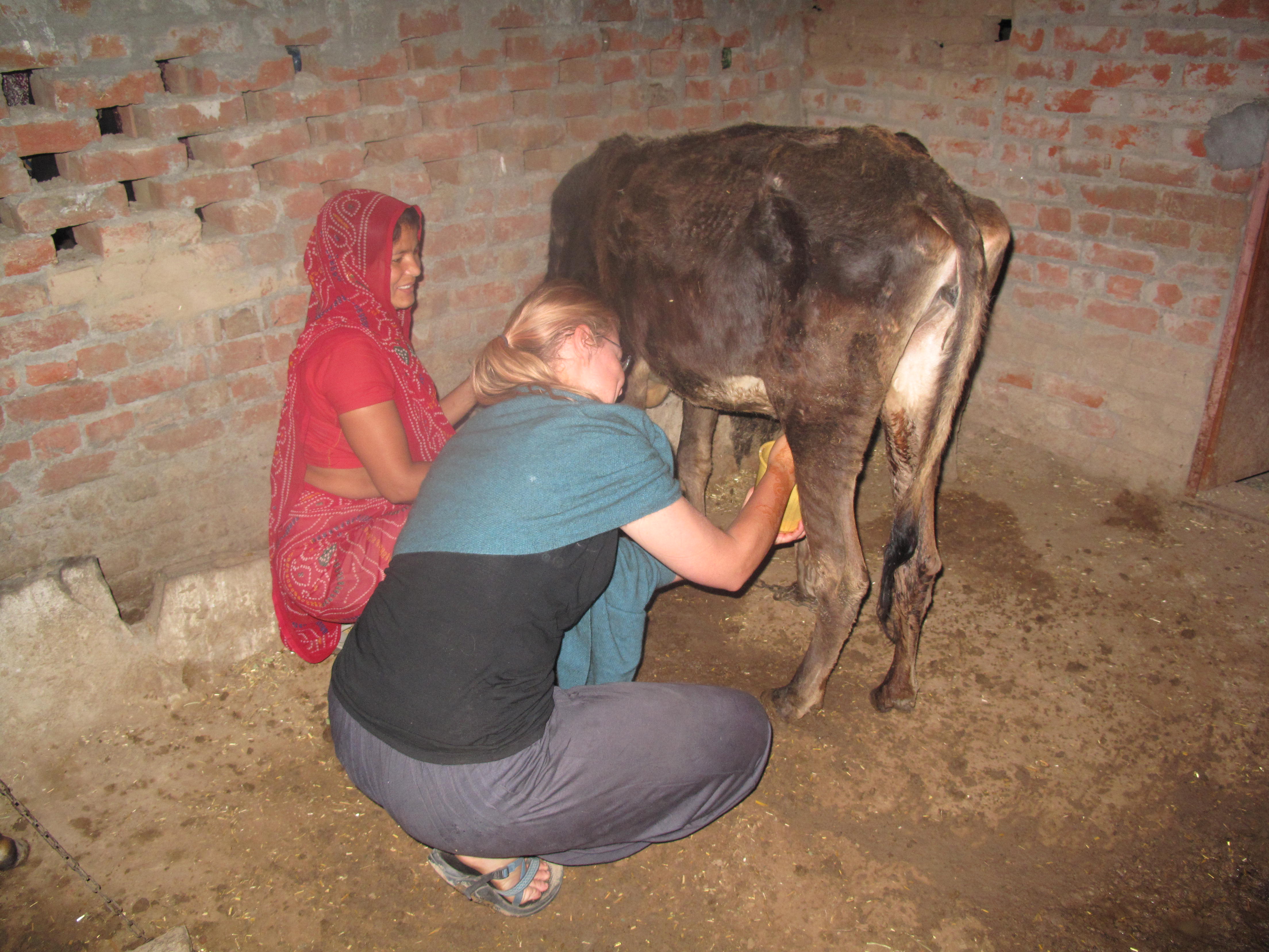 Girls Milking Each Other